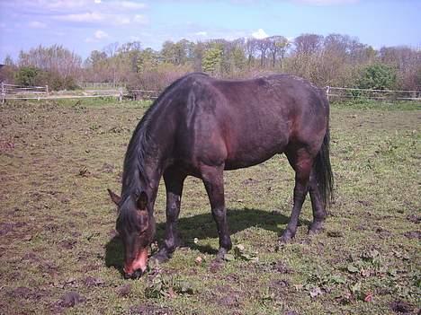 Anden særlig race Prinz SOLGT billede 7