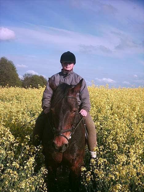 Anden særlig race Prinz SOLGT billede 8