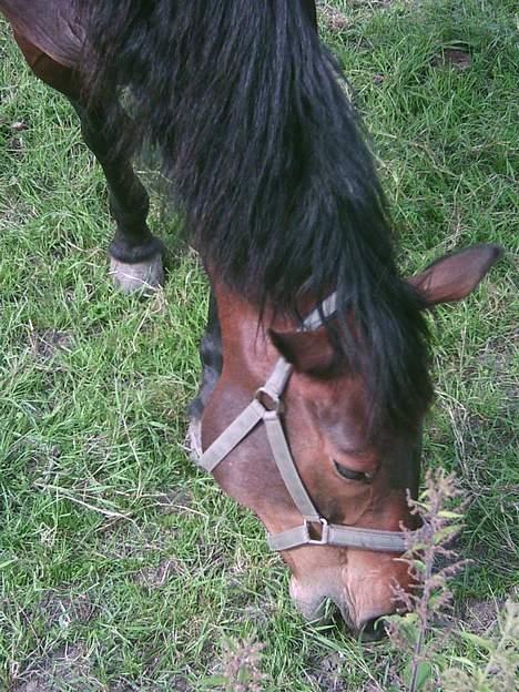 Anden særlig race Prinz SOLGT billede 9
