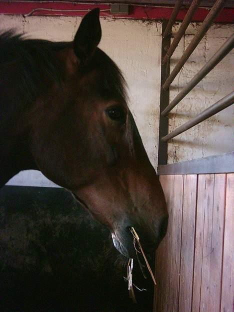 Anden særlig race Prinz SOLGT billede 10