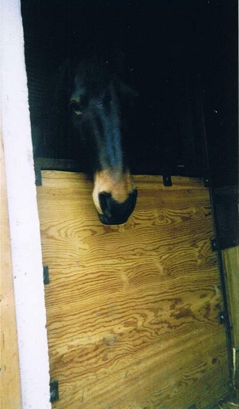 Anden særlig race Prinz SOLGT billede 11