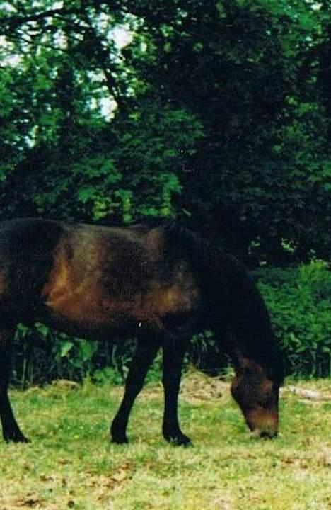 Anden særlig race Prinz SOLGT billede 12