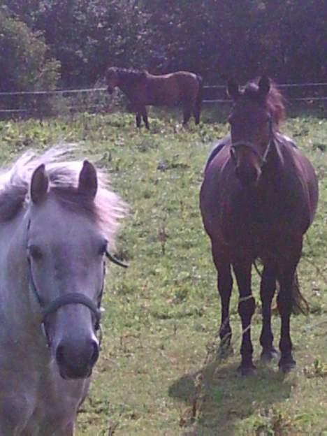 Anden særlig race Prinz SOLGT billede 13