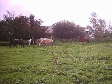 Anden særlig race Prinz SOLGT billede 14