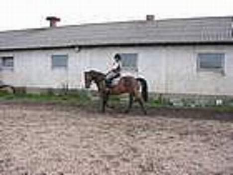 Anden særlig race Prinz SOLGT - jeg ved at det er meget utydligt men jeg synes selv at han går fint der.. billede 15