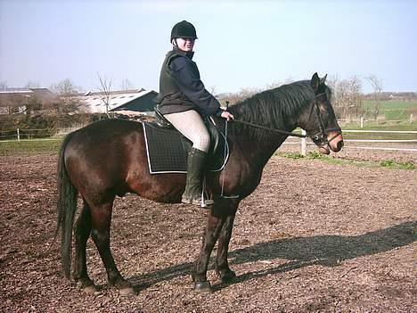 Anden særlig race Prinz SOLGT billede 16