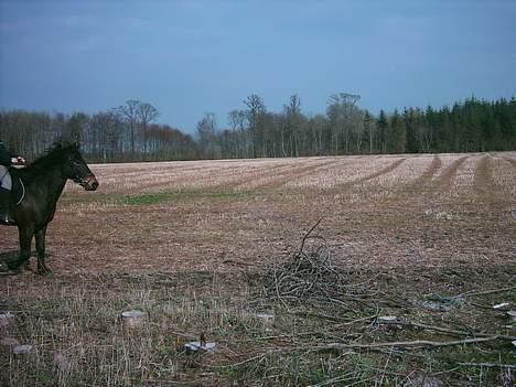 Anden særlig race Prinz SOLGT billede 17