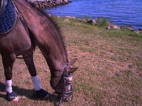 Knabstrupper Desna solgt )':  - en af de sidste dage jeg havde desna <33 billede 1