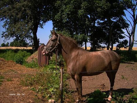 Knabstrupper Desna solgt )':  - den sidste dag jeg havde desna ): billede 2
