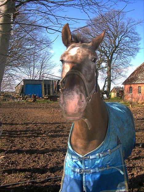 Knabstrupper Desna solgt )':  - sjov med tykke xD billede 3