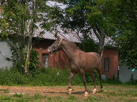 Knabstrupper Desna solgt )':  - en tur på fold (: billede 4
