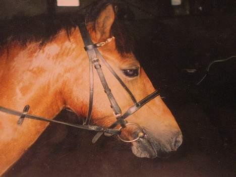 Anden særlig race Baloo  - jeg ridder sammen med en af mine venner i kan ane en hest i baggrunden......  det her billed er fra da jeg næsten lige har fået ham. billede 12