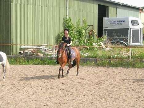Anden særlig race Baloo  - uuuhhh han krydser i mens vi ridder galop billede 13
