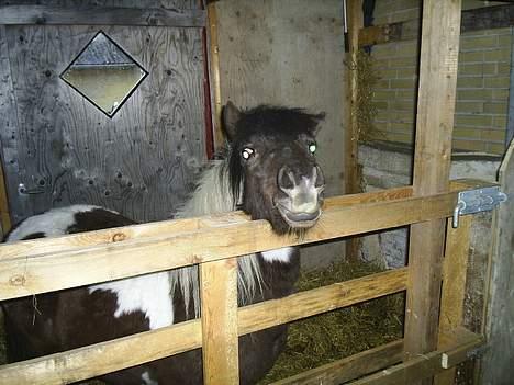 Shetlænder Jojo. - før vi har fået malet og bygget færdigt! billede 10