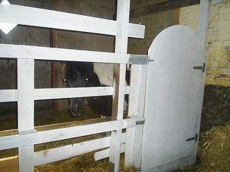 Shetlænder Jojo. - jeg kan seee dig. billede 11