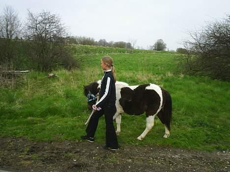 Shetlænder Jojo. - vi går parelelt.... billede 12