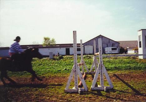 Gotlandsruss Daisy *RIP* :´o( - 135 cm! ....og vi kom over *G* billede 18