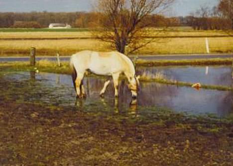 Fjordhest MUNKHAVENS CILLA billede 16