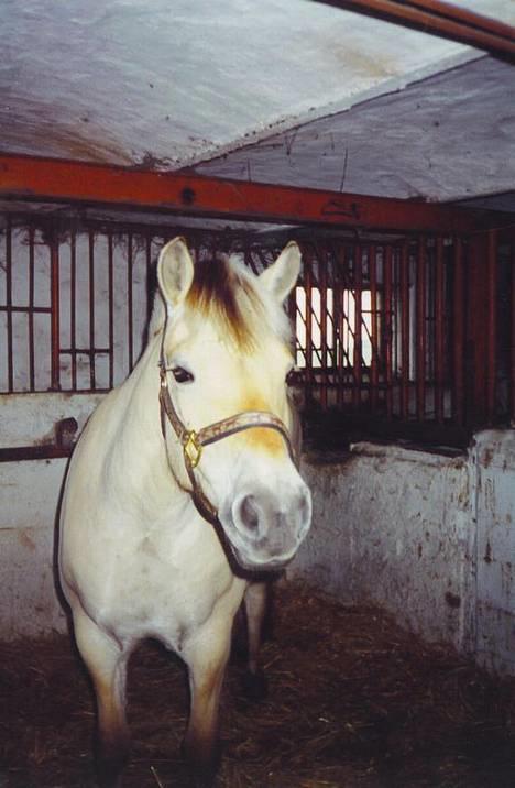 Fjordhest MUNKHAVENS CILLA billede 17