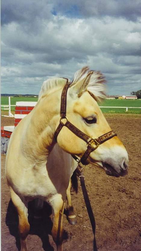 Fjordhest MUNKHAVENS CILLA billede 18