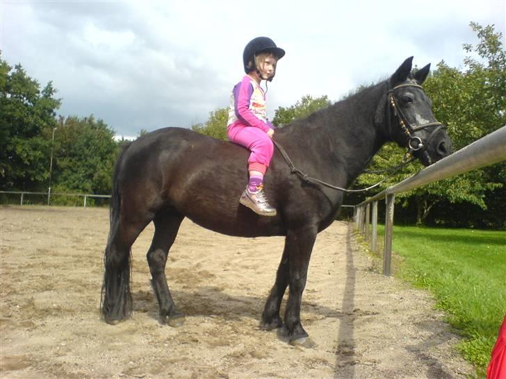 Welsh Pony (sec B) Musse <3<3 - Min lille 4 årige kusine elsker Musse overalt på jorden :D billede 1