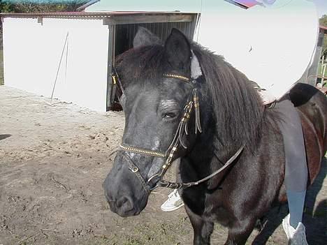 Welsh Pony (sec B) Musse <3<3 - "gider ik ha taget billeder  nu !" billede 4