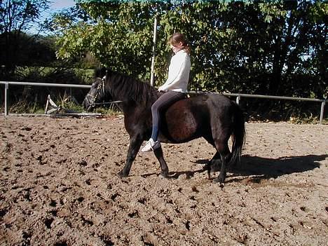 Welsh Pony (sec B) Musse <3<3 - her er vi på vej hen mod et spring ! billede 5