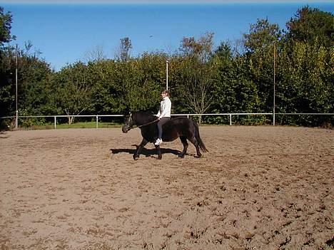 Welsh Pony (sec B) Musse <3<3 - så er vi klar til en jorde tur ! :-) billede 6