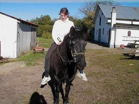 Welsh Pony (sec B) Musse <3<3 - der kommer fler billeder a hvor jeg oz springer på hende ! <3 billede 7