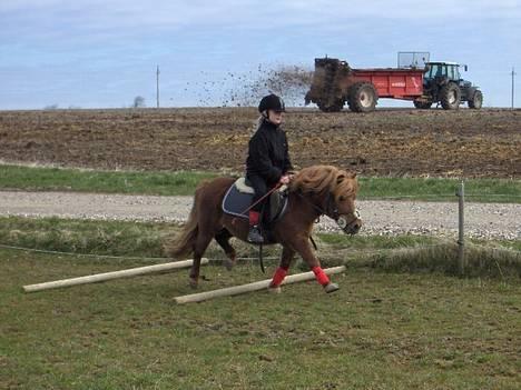 Shetlænder Knud - Sejt :D Se knud´s ben , hehe .. billede 6