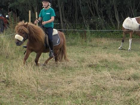 Shetlænder Knud - knud billede 7