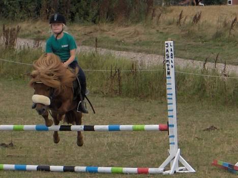 Shetlænder Knud - Knud . Billedet er skævt :/ billede 8