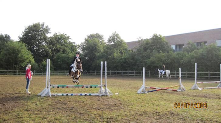 Anden særlig race Laban  billede 9