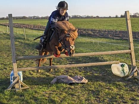 Shetlænder Knud billede 14