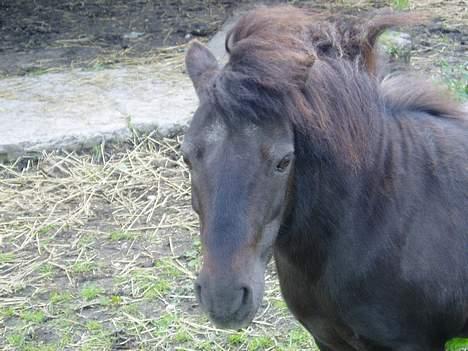 Shetlænder Mimmi - Wee..  billede 4