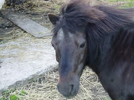 Shetlænder Mimmi - Wee.. Hvor blæser det dog meget.. hehe.. billede 5