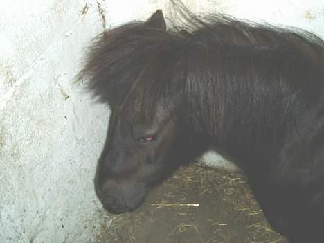 Shetlænder Mimmi - Så kom man ind!!! billede 6