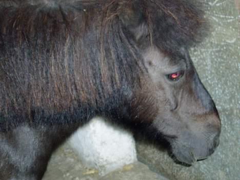 Shetlænder Mimmi - Røde øjne.. Den er farlig!!!    Ej... billede 7