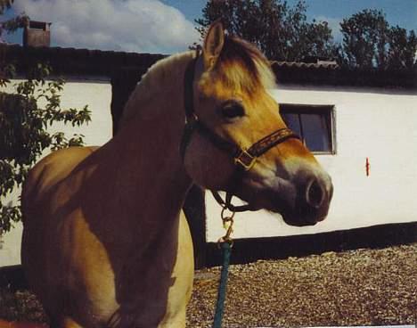 Fjordhest MUNKHAVENS CILLA billede 19