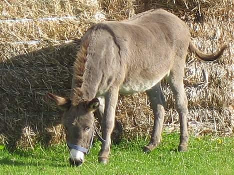 Anden særlig race højgårdens egon  - og her igen billede 5