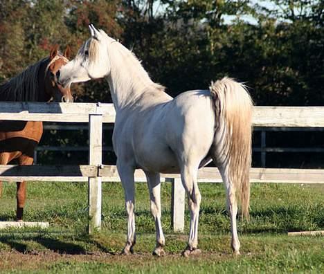 Arabisk fuldblod (OX) Sherifa SCID/CA fri - Sherifa 15. oktober 2005 billede 8