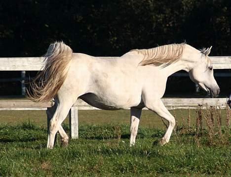 Arabisk fuldblod (OX) Sherifa SCID/CA fri - Sherifa 15. oktober 2005 billede 9