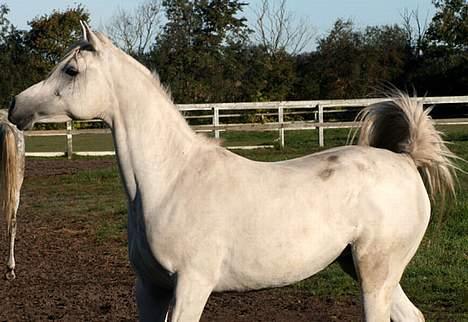 Arabisk fuldblod (OX) Sherifa SCID/CA fri - Sherifa 15. oktober 2005 billede 10