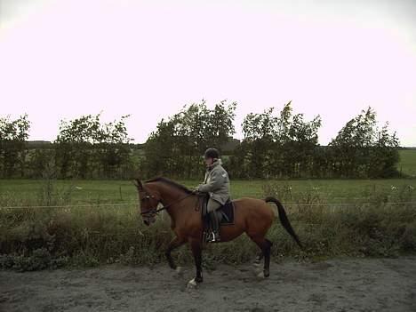 Dansk Varmblod W. Moonlight R.I.P 9-5-10 - 4. gang på banen billede 4