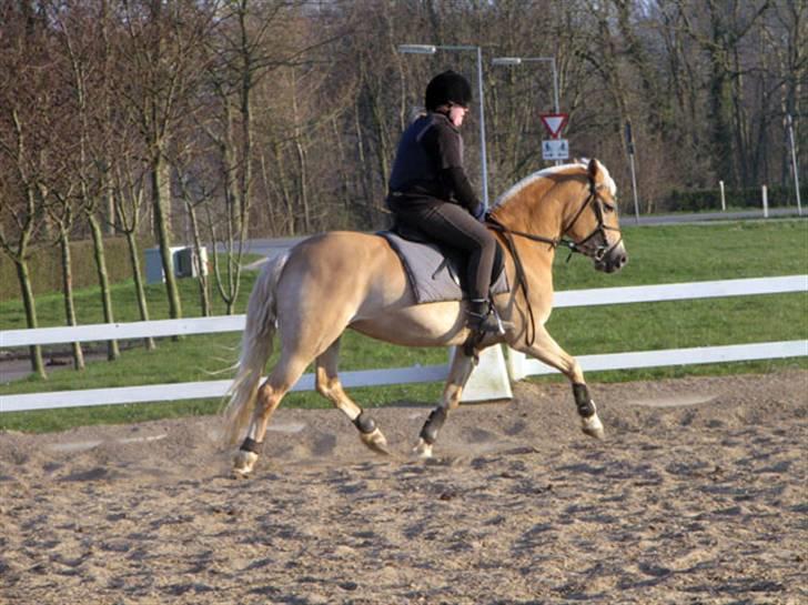 Haflinger Ines (Tidl. pony) - Springopvarmning.. Ved godt at min opstilling er lige til at smide i skraldespanden.. billede 18