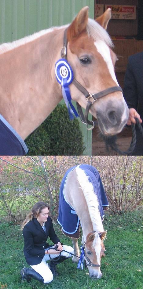 Haflinger Pilgrim - solgt - såå dejlig altså <3 Klog, talentfuld, lærenem MIN <3 billede 14