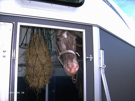 Knabstrupper Desna solgt )':  - det sidste billede af desna inden hun var pist billede 6