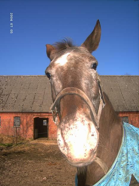 Knabstrupper Desna solgt )':  - sjov med desna xD billede 7