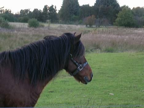 Anden særlig race Buller (solgt) - buller.. nåå.. billede 7