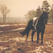 Anden særlig race Kimmie